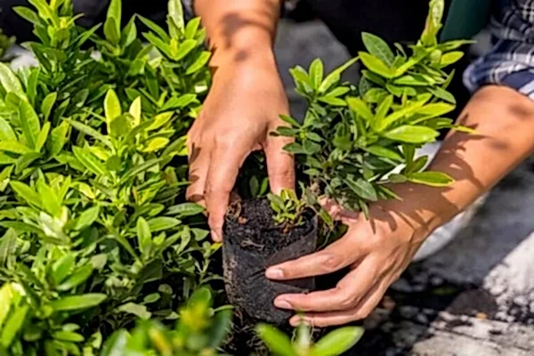 İthal Bitki Temini ve Dikimi