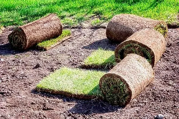 Rulo Çim Temini ve Uygulamaları