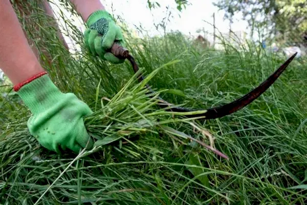 Yabani Otlarla Mücadele